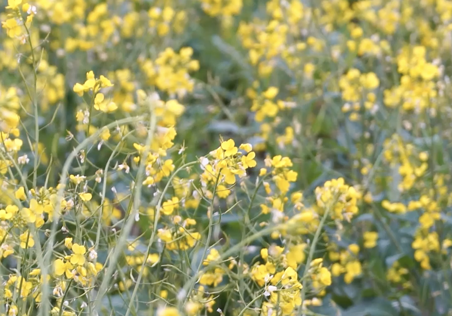建德：油菜花開了 春天的腳步近了